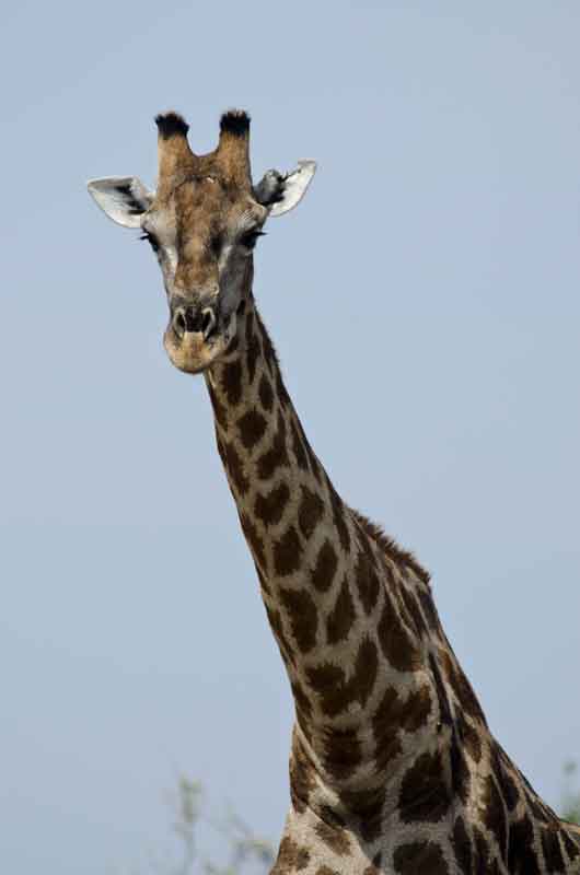 127 - Namibia - jirafa - parque nacional de Etosha